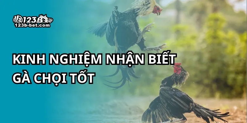 Kinh nghiệm nhận biết gà chọi tốt