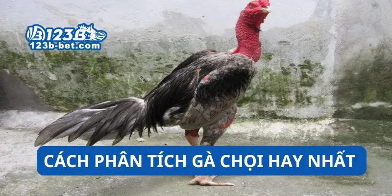Cách phân tích gà chọi hay nhất