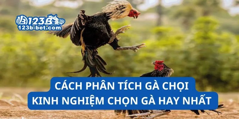 Cách Phân Tích Gà Chọi Kinh Nghiệm Chọn Gà Hay Nhất